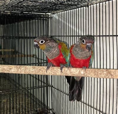 Crimson Belly  Breader pair with history