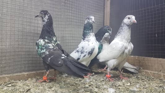 Goldan zakh cheeny lakhy parvazi bchy for sale.