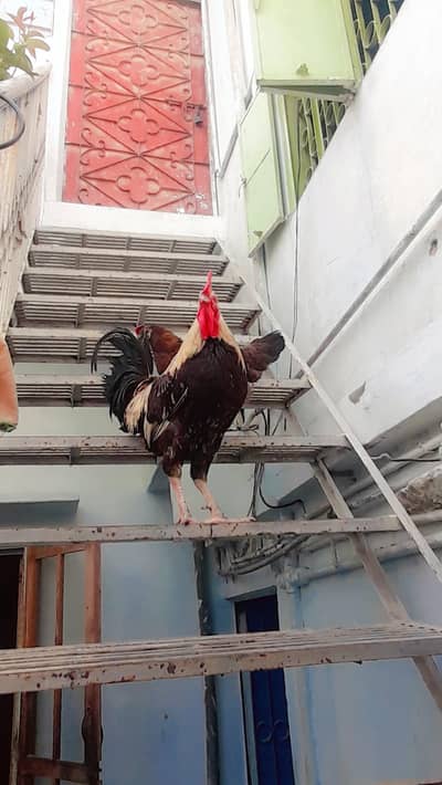 shindi goulden murga dasi