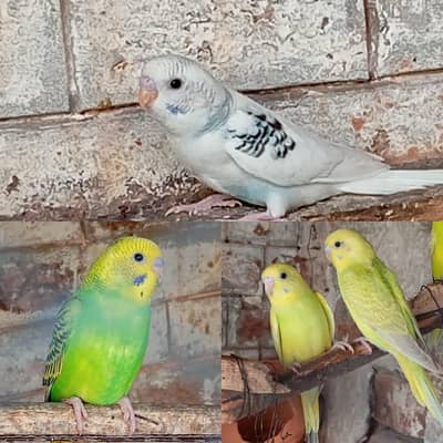 Australion Perots for sale. . 0347 1521806 Whatsapp