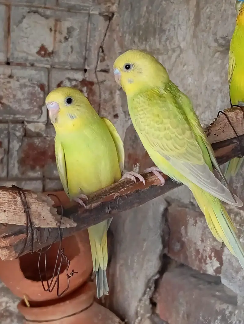 Australion Perots ki kalooni for urgent sale. . 0347 1521806 Whatsapp — photo 2