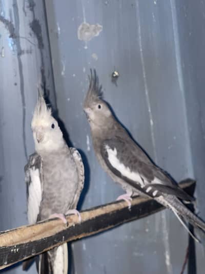 Healthy Pair of cocktails For sale