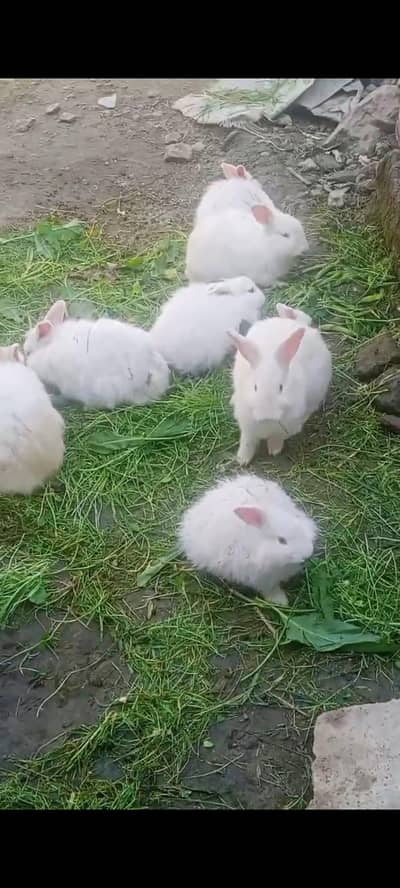 Rabbits for sale