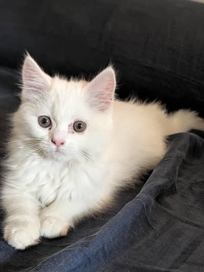 Top Quality Pure White Persian Triple coat