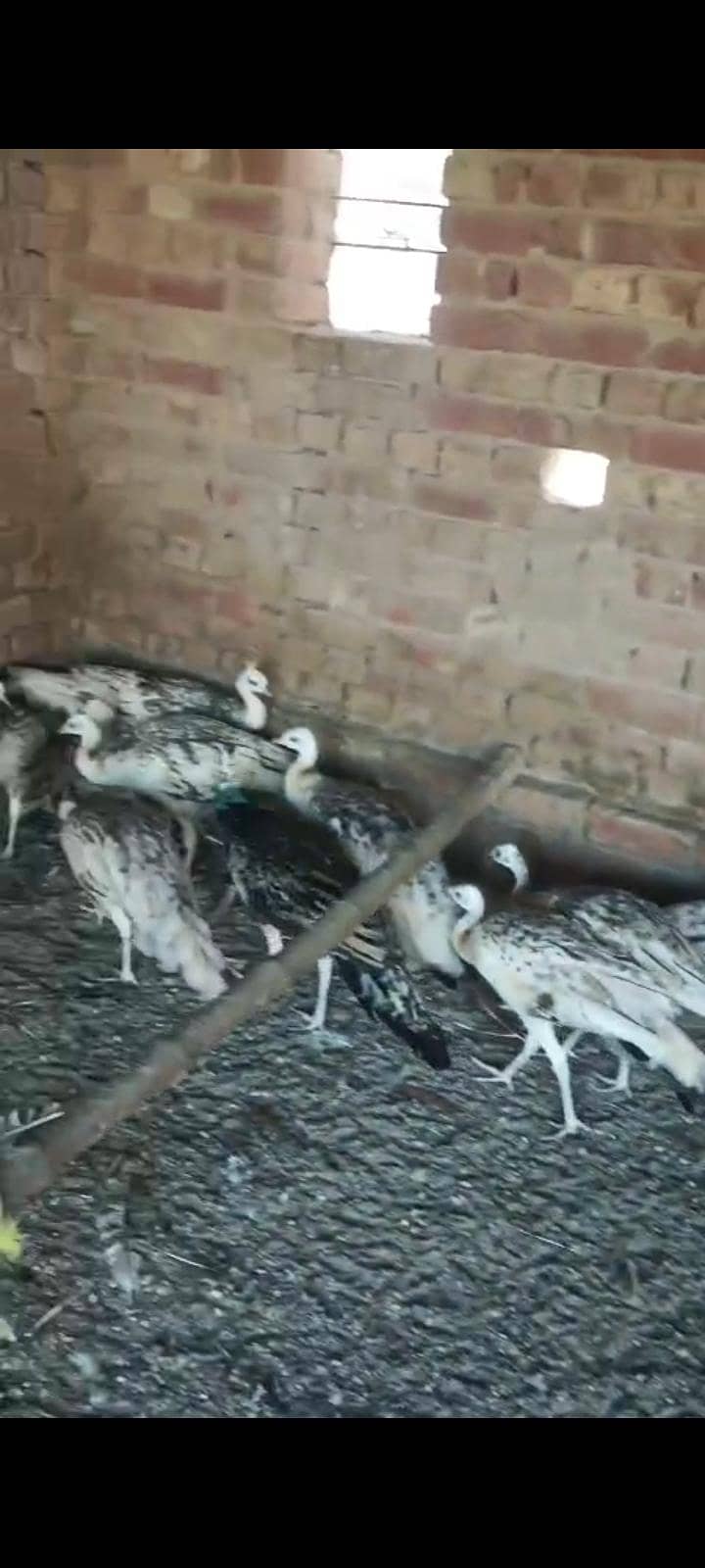 مور کے پٹھے فار سیل 2