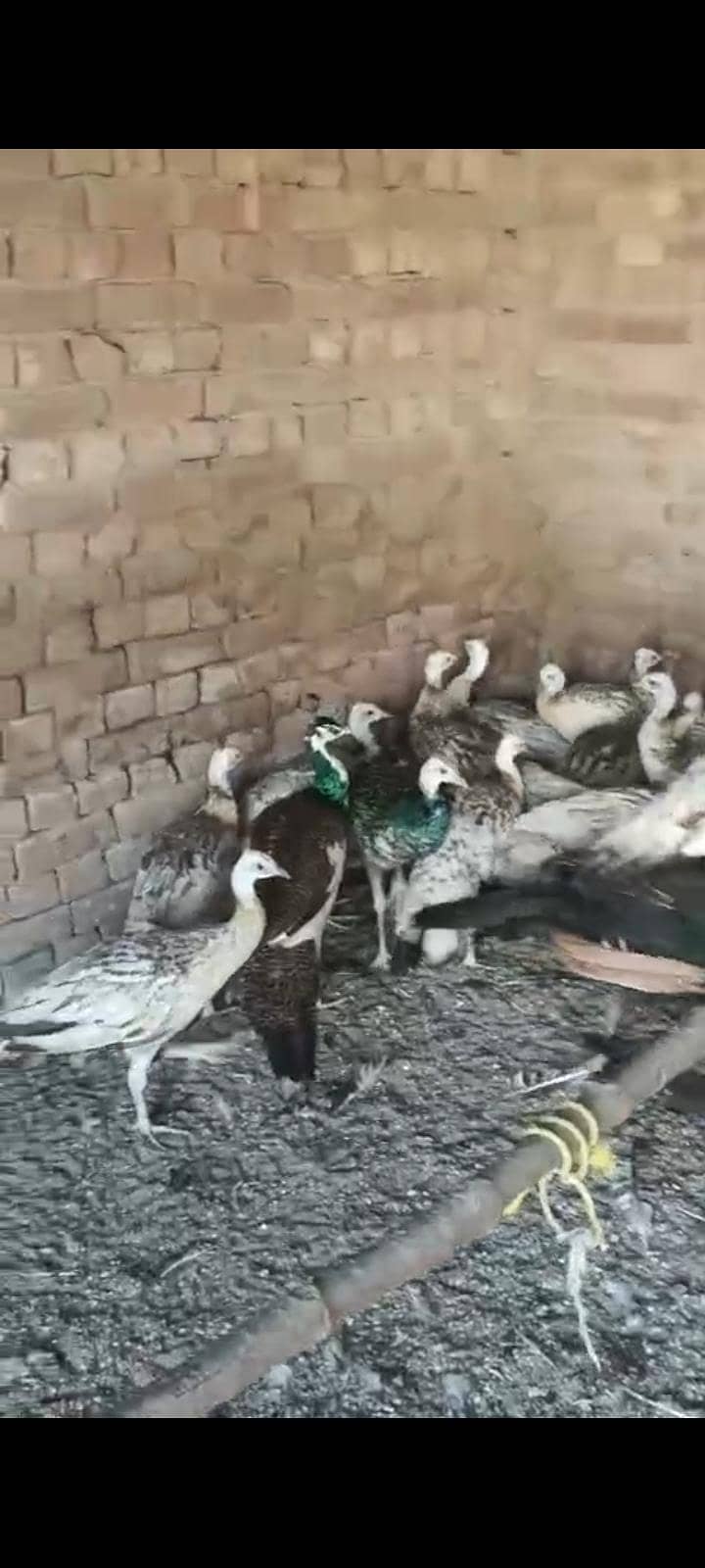 مور کے پٹھے فار سیل 3