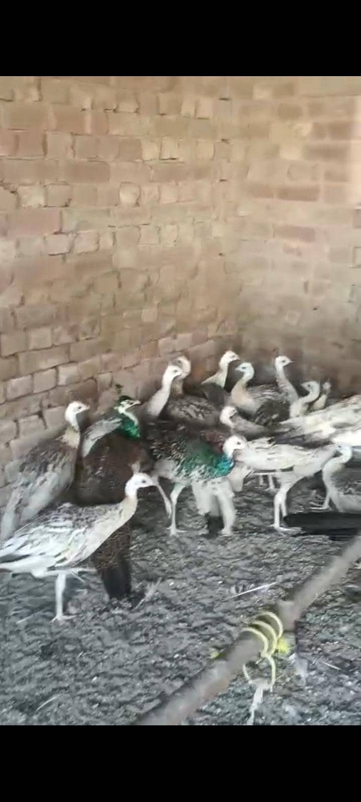 مور کے پٹھے فار سیل 4