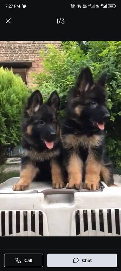 German shepherd | Puppy | GSD | Dog for sale | WhatsApp 03259746891