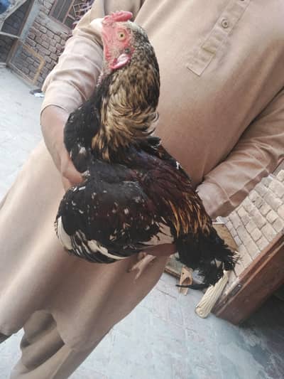 Aseel murga for Sale