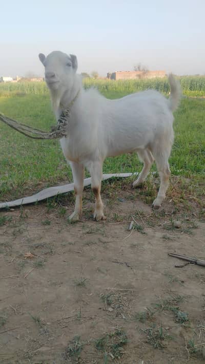 Tedi Goat/ Goat for qurbani. Teda male gulabi