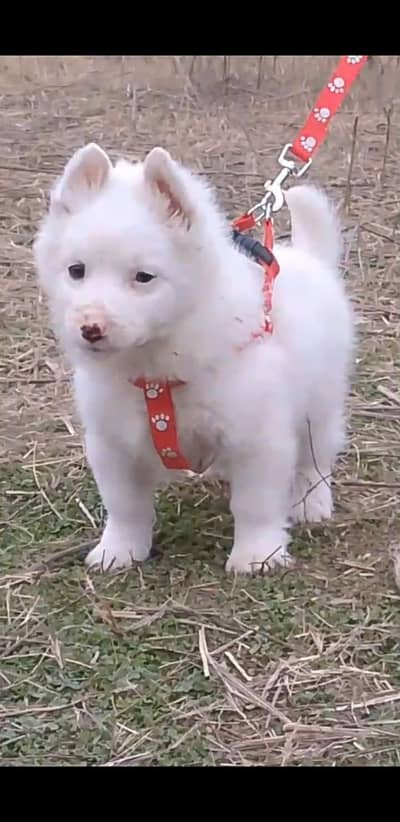 Russian female dog / Russian puppy for sale