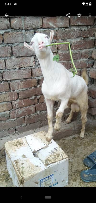 tada gulabi 03234438191