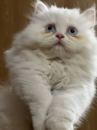 Female white Persian
