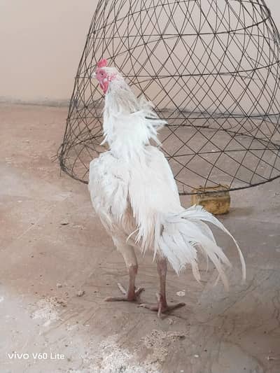 Heera / Chicks / Aseel / Heera chicks /eggs /heera eggs