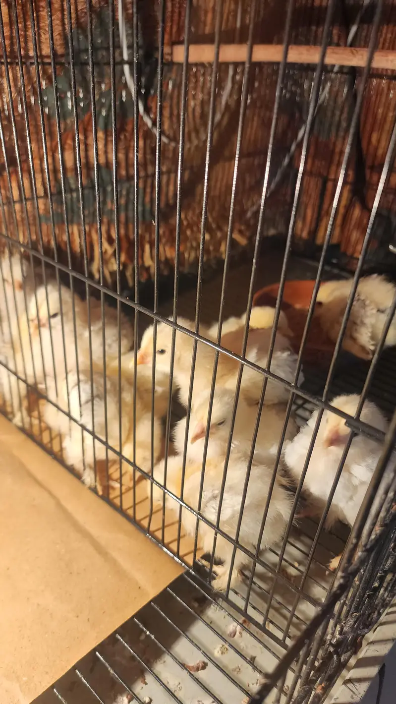 brahma and polish hen  chicks available — photo 2