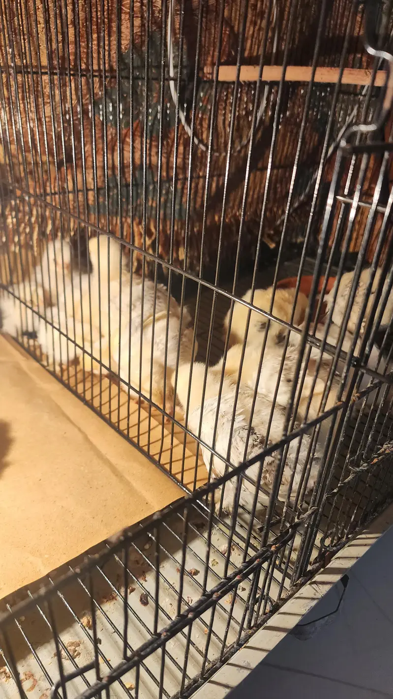 brahma and polish hen  chicks available — photo 3