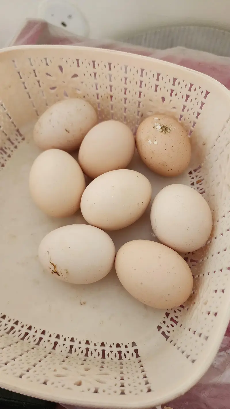 brahma and polish hen  chicks available — photo 4