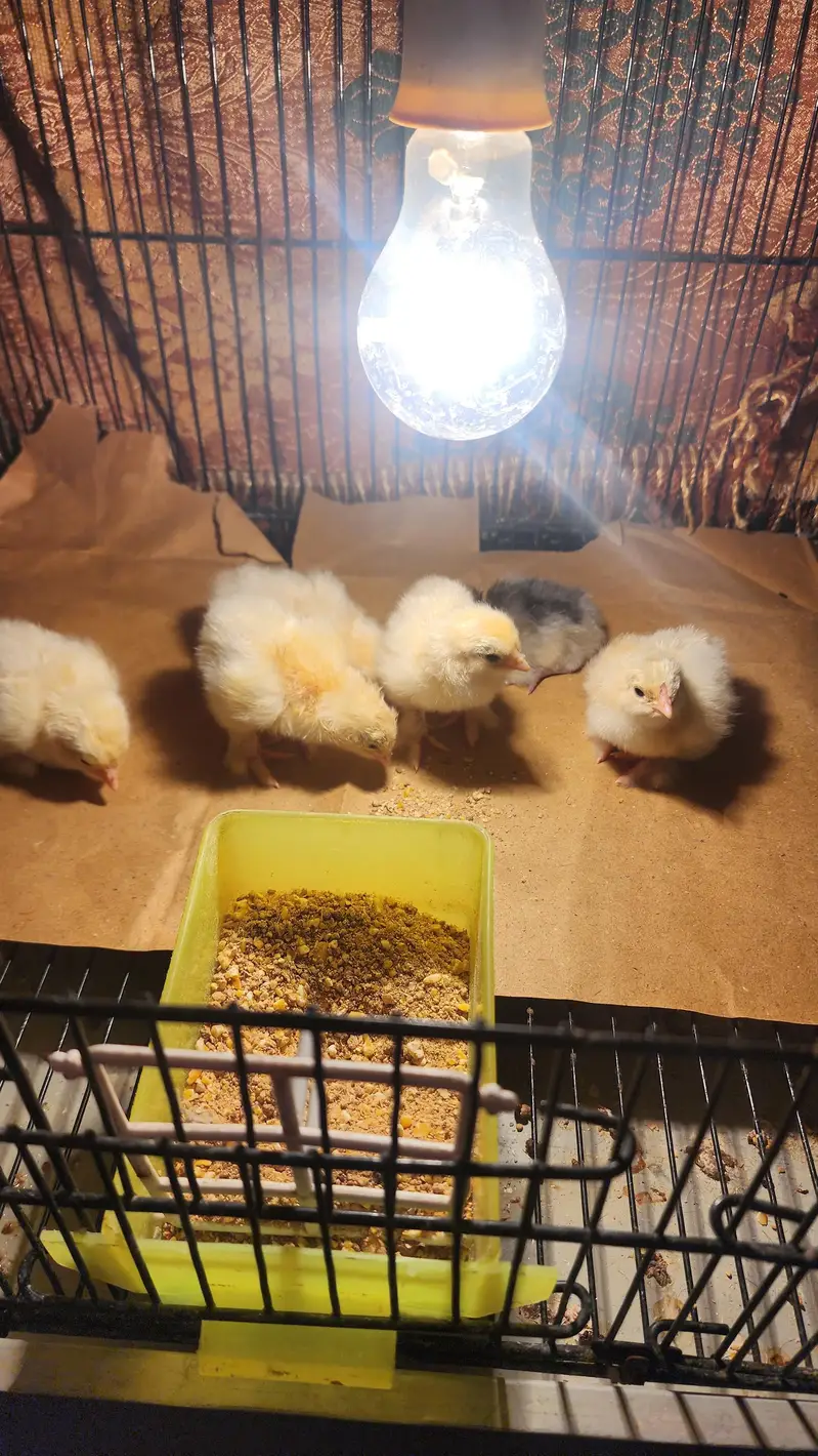 brahma and polish hen  chicks available — photo 5