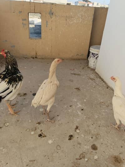 one chanaa murgha 2 female Heera and boski madi