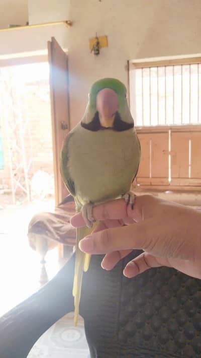 kashmiri raw parrot
