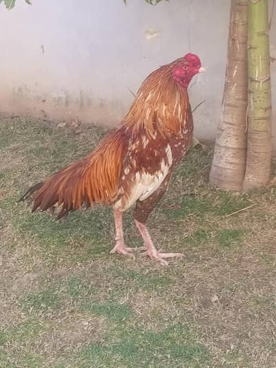 aseel murga for sale