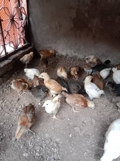 30×100=3000 . golden misri chicks .  03330031118