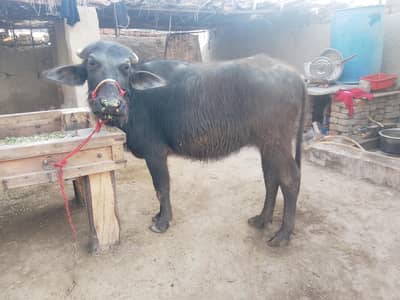 Kati For Sale, Bhans for sale