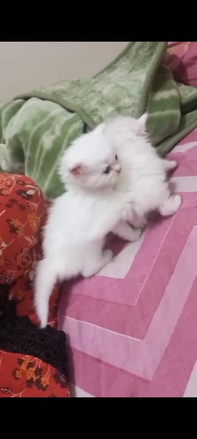 pur Persian kitten for sale white color and blue eyes