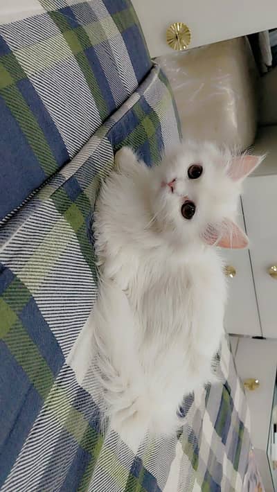 Persian Female Kitten