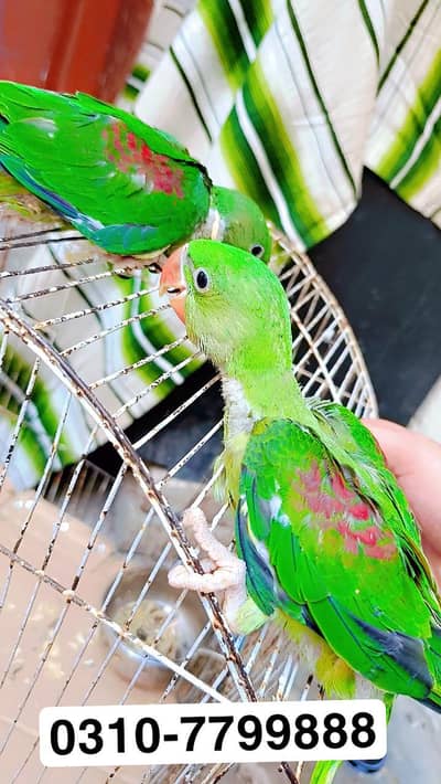 Kashmiri Raw Chicks 0310+77+99+888