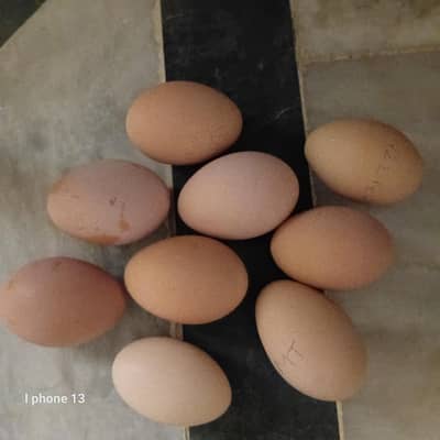 Fertile Lohman brown and desi eggs