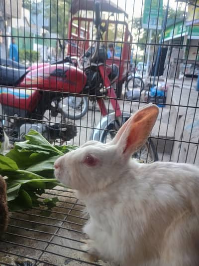 rabit
