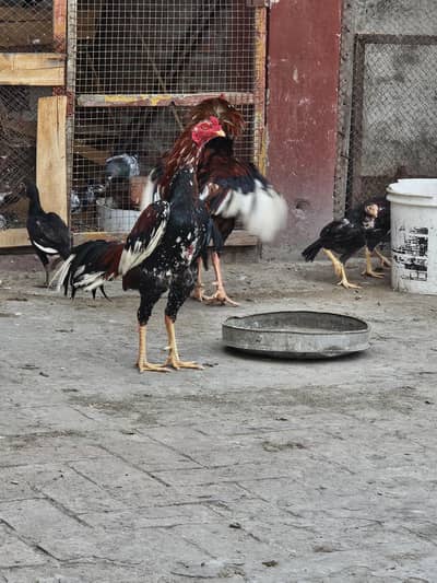 Aseel Mian Wali  age 12 months contact 03058886855