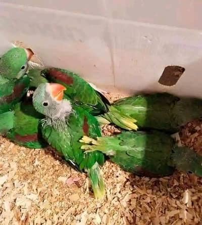raw parrot chicks