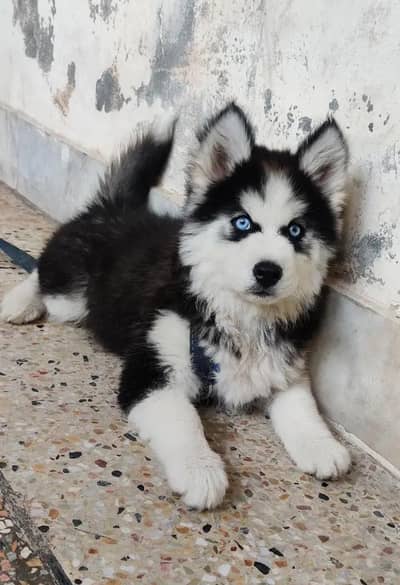 husky puppies my WhatsApp number 03414863497
