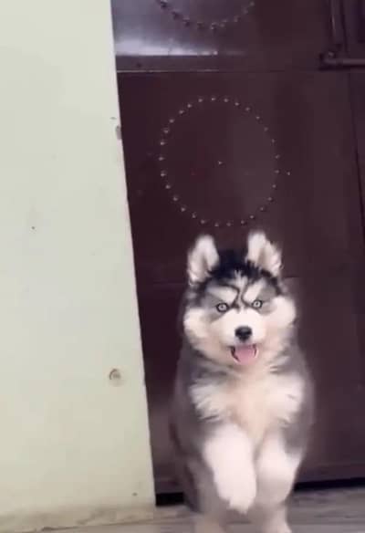 husky puppies my WhatsApp number 03414863497