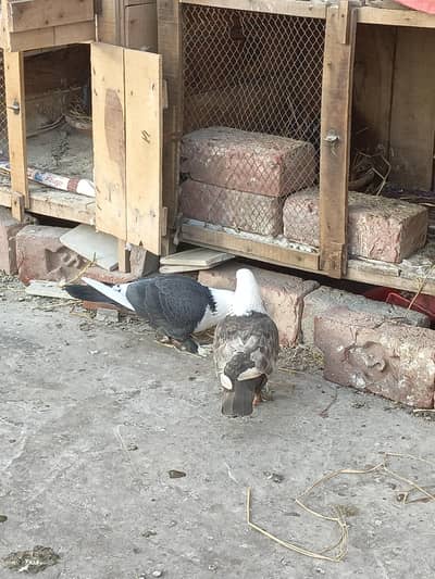 karblai breeder pair