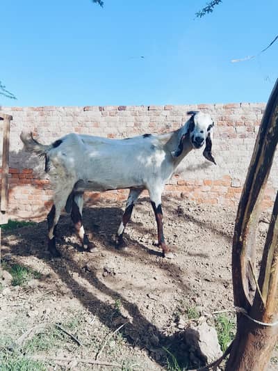 Masha Allah desi/ lall cheeni gaban bakri/ heavy weight/long length