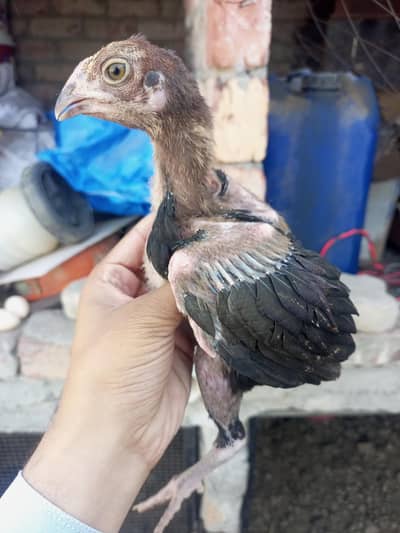 Shame X Aseel Chicks