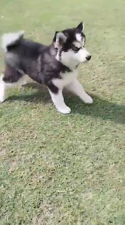 husky puppies my WhatsApp number 03414863497