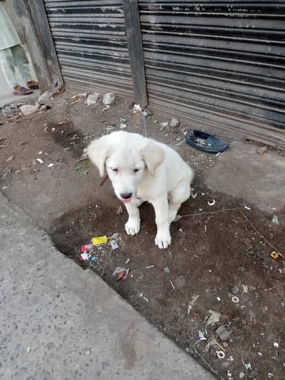 Beautiful fully active puppy