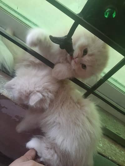 kitten Persian doll face , 2  pairs