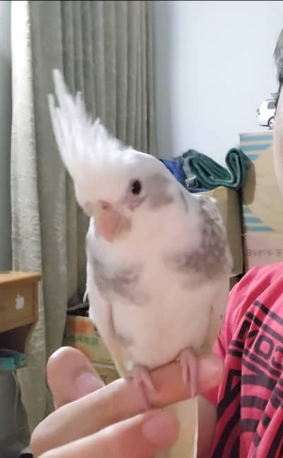 tamed cocktail parrot w cage