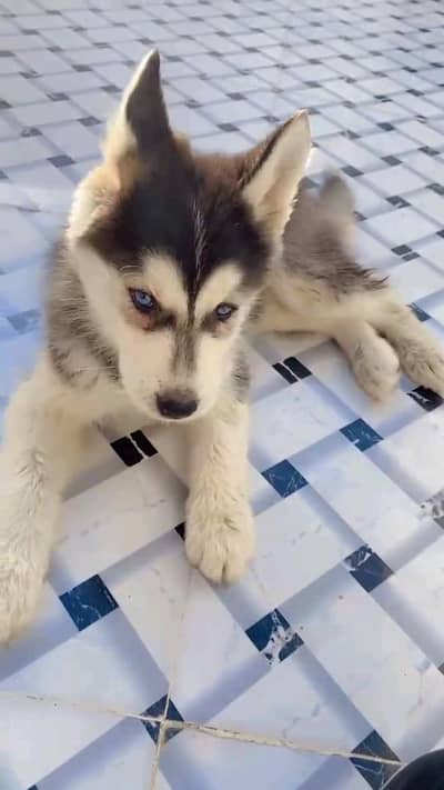 husky puppies my WhatsApp number 03414863497