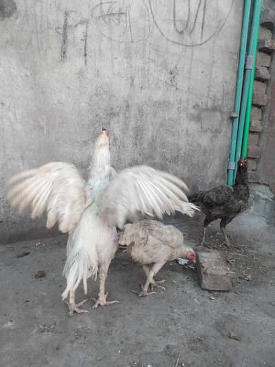 meainwali heer breee