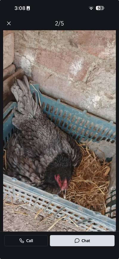 kurak murgi / broody hen / lakha breeder murga