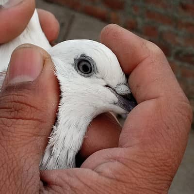 Pure wehshi Female for sale