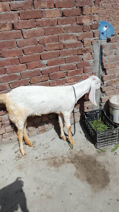 pure Rajanpuri nasal vip bakri