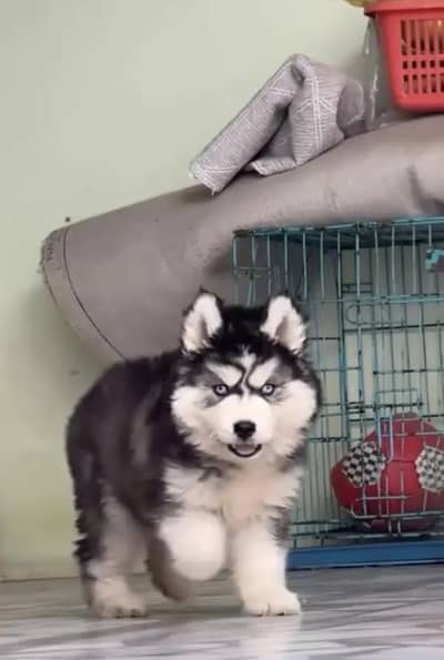 husky puppies my WhatsApp number 03414863497