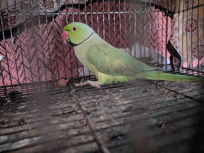 Green parrot
